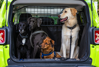 4 large dogs in one of the best cars for dogs